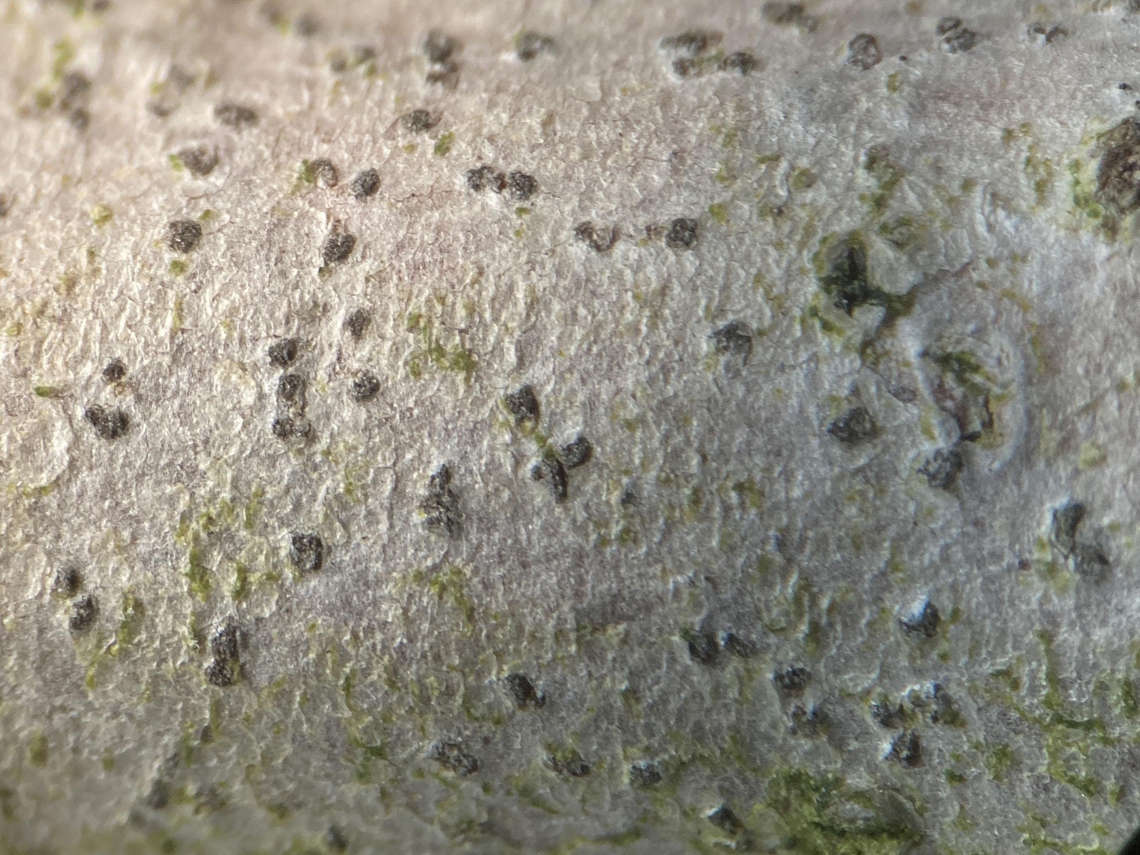 Arthonia cf hypobela on Oak twig, New Forest