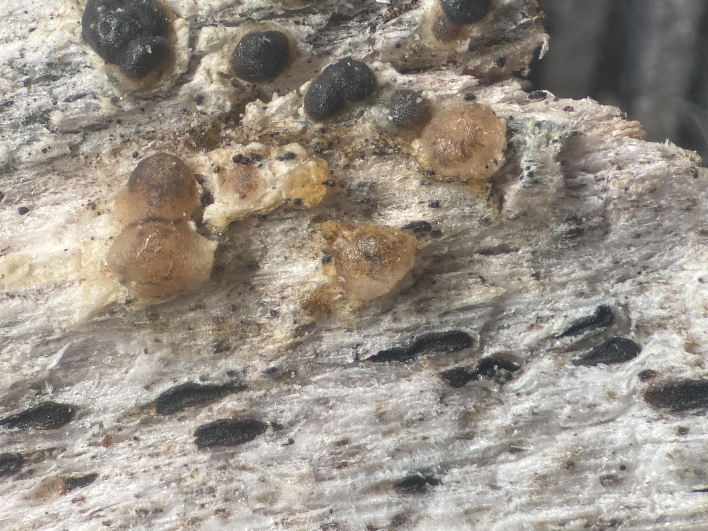 Palicella filamentosa Birch lignum, Loch Killin