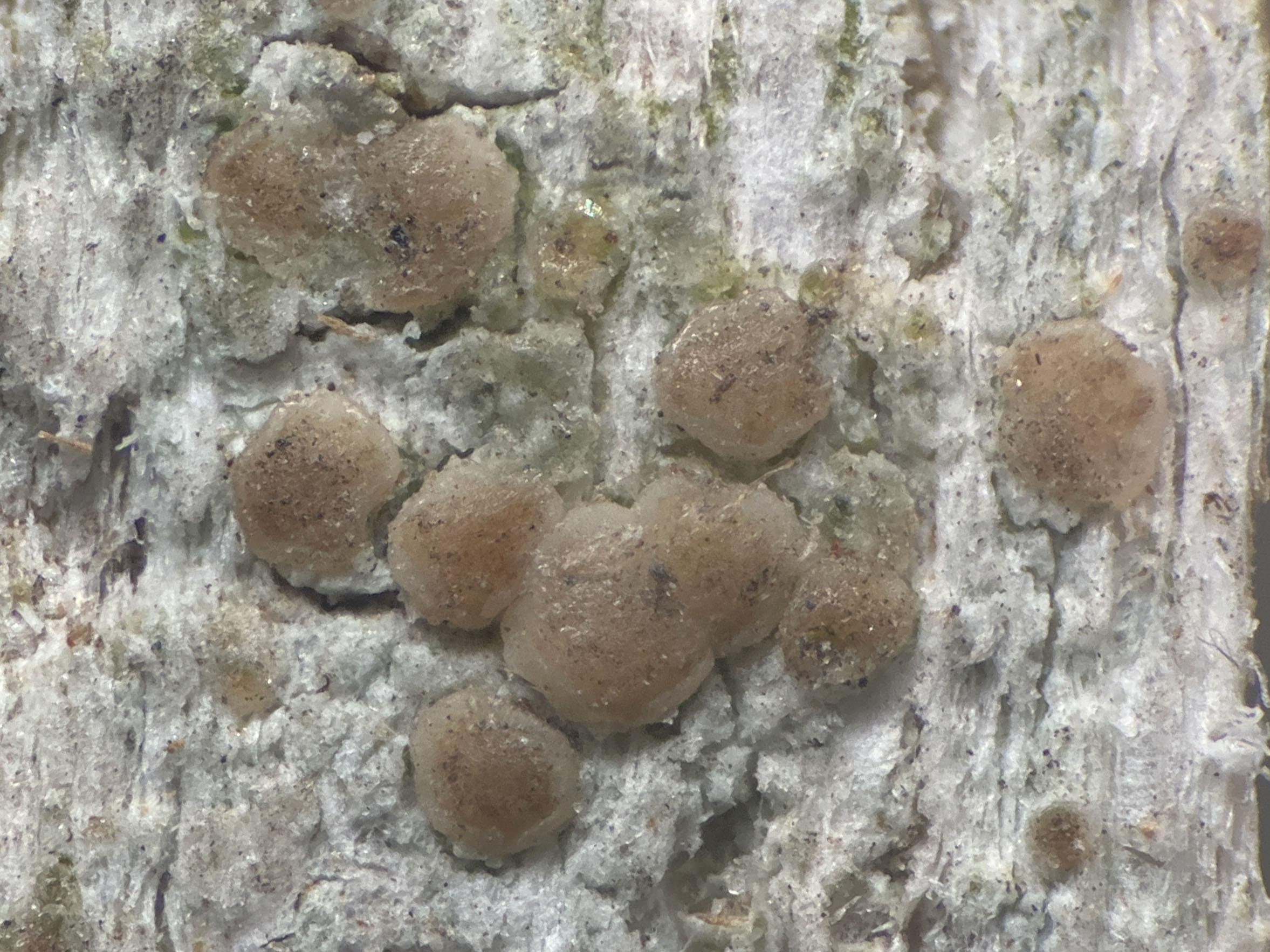 Palicella filamentosa on gate post