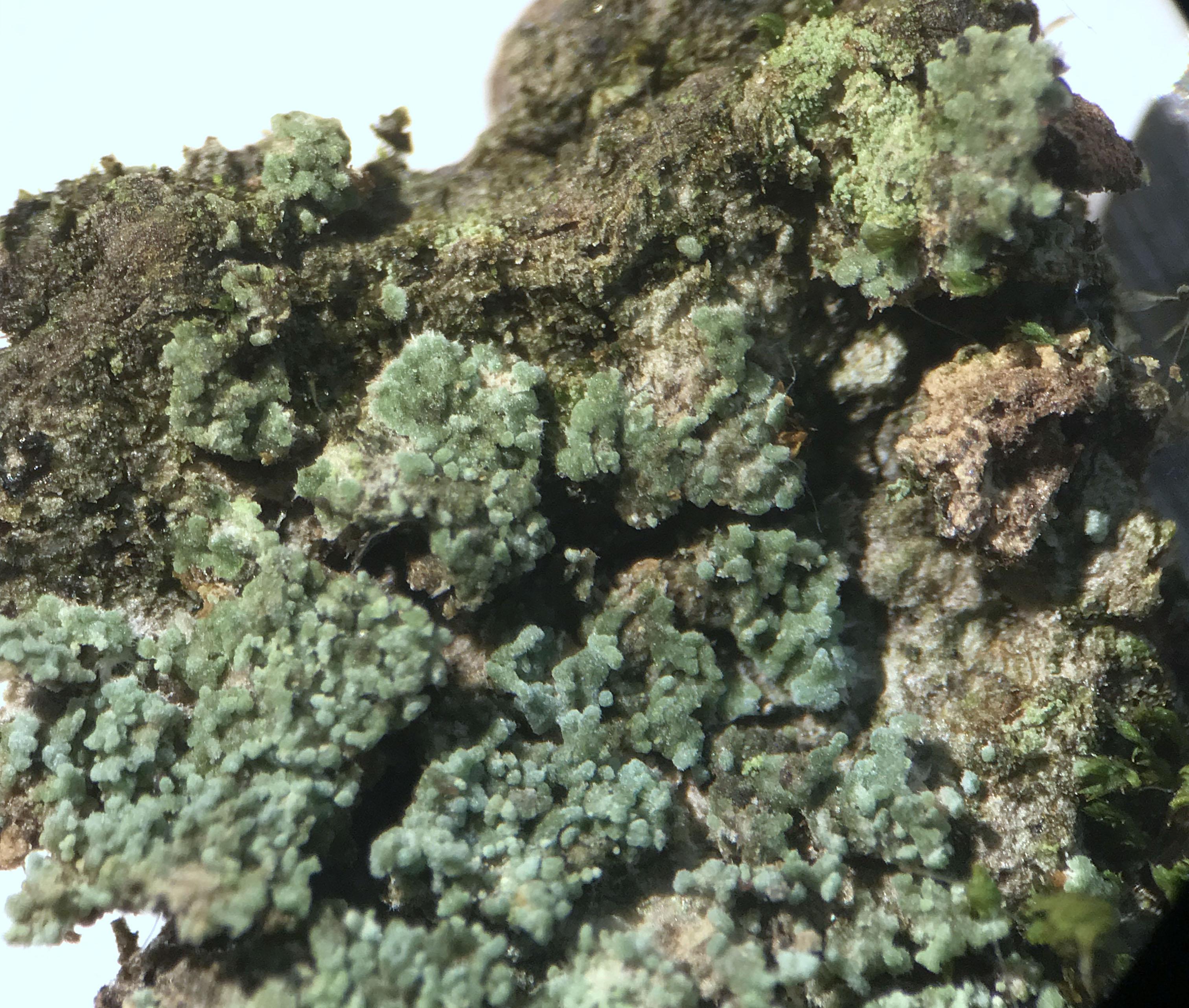 Phyllopsora rosei dry thallus