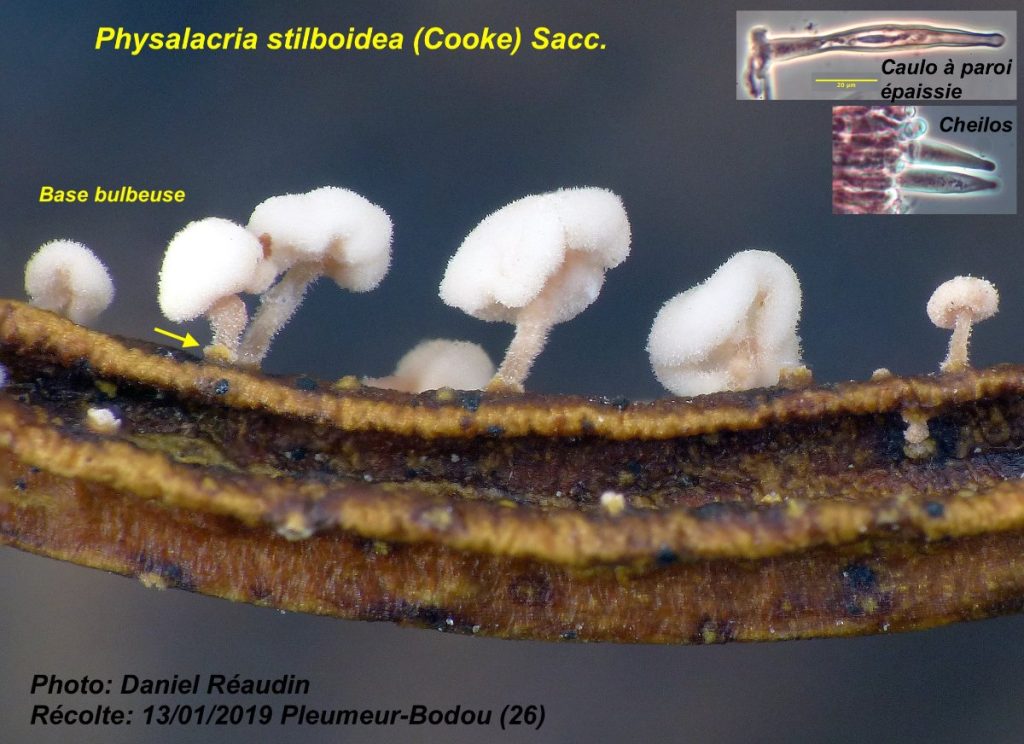 Physalacria stilboidea 1.jpg