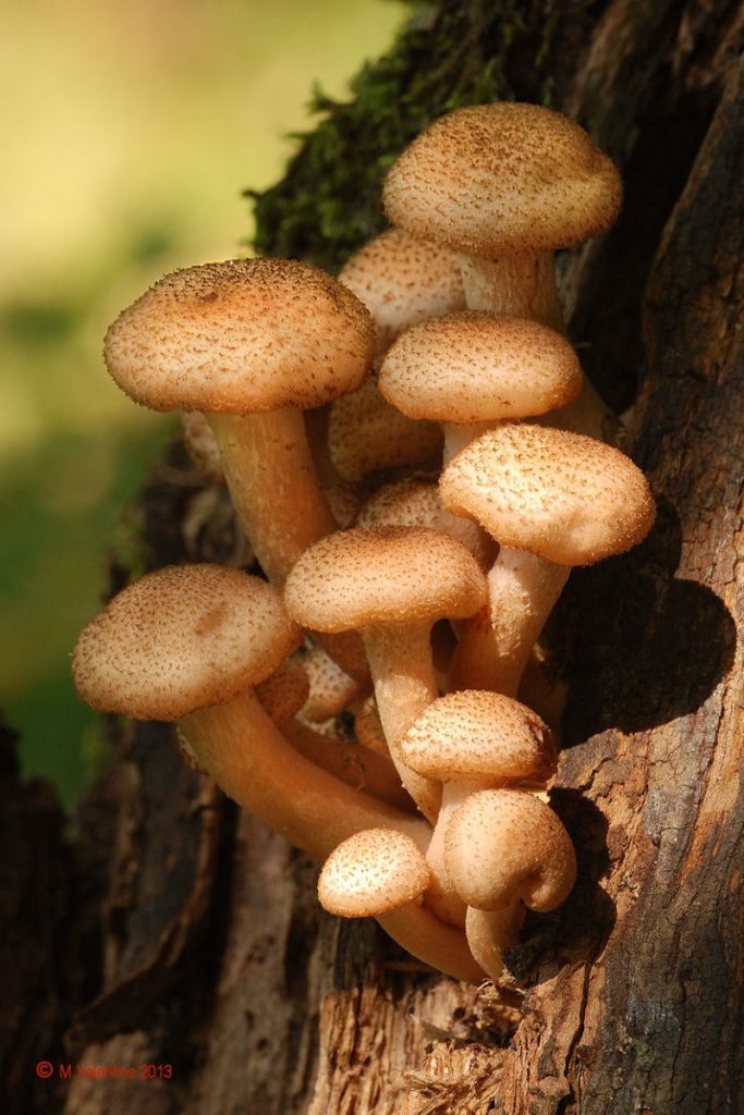 Honey Fungus - Armillaria mellea.jpg