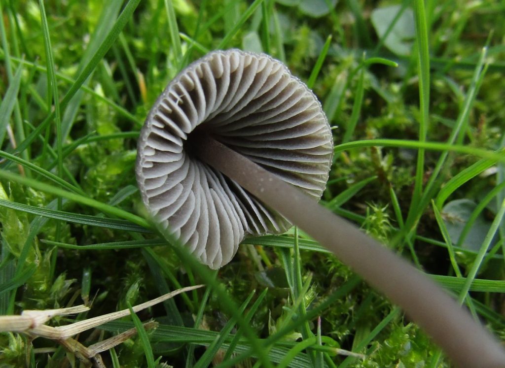 IMG_2641 Mower’s Mushroom, Panaeolina foenisecii.JPG