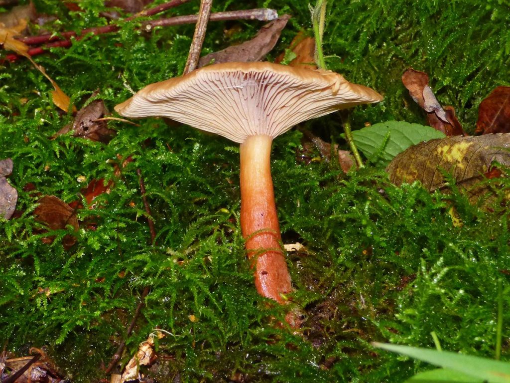 1 P1580787rev.jpg