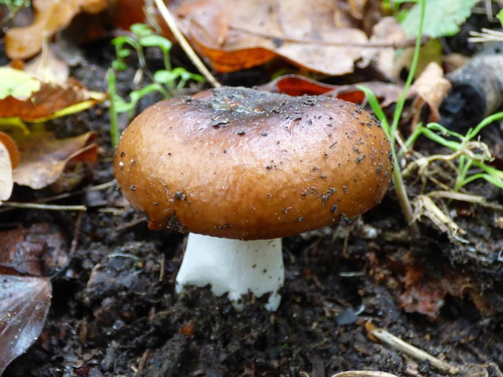 1 P1570855rev.jpg