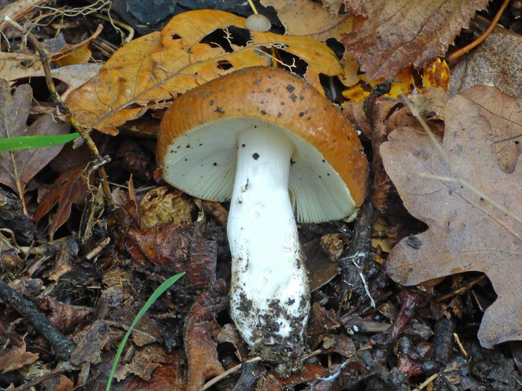 1 P1570858croprev.jpg
