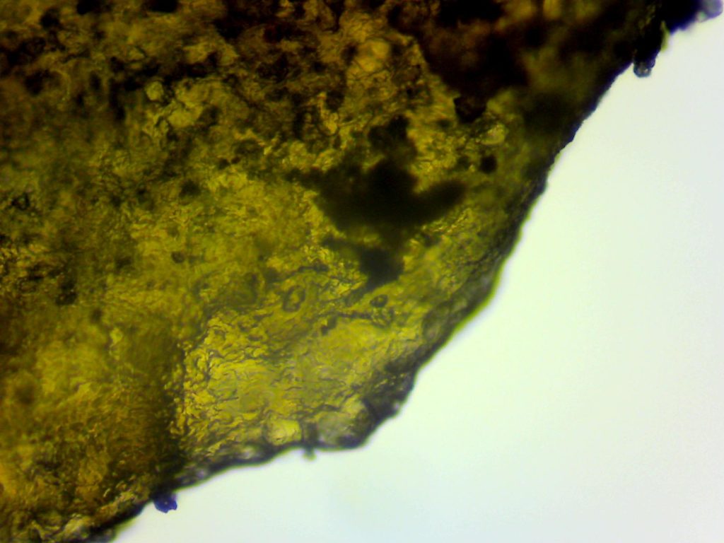 Site001 - Fungus003 - 8th August 2015.jpg