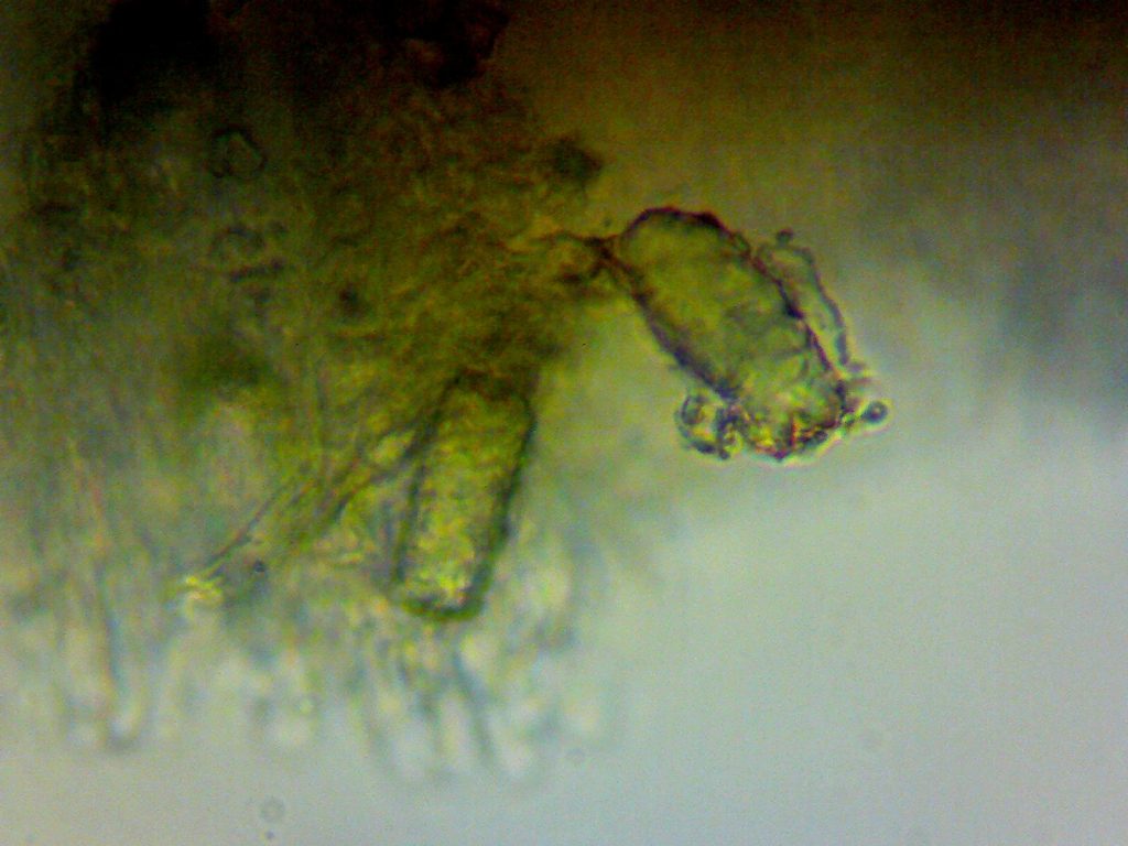 Site001 - Fungus003 - 9th August 2015.jpg