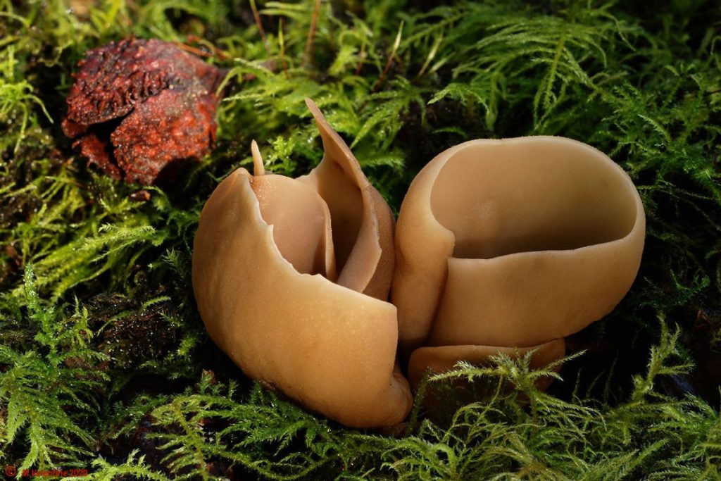 Otidea alutacea - Tan Ear1.jpg