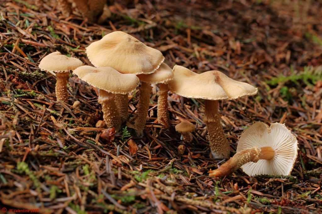 Cystoderma amianthinum - Earthy Powdercap.jpg