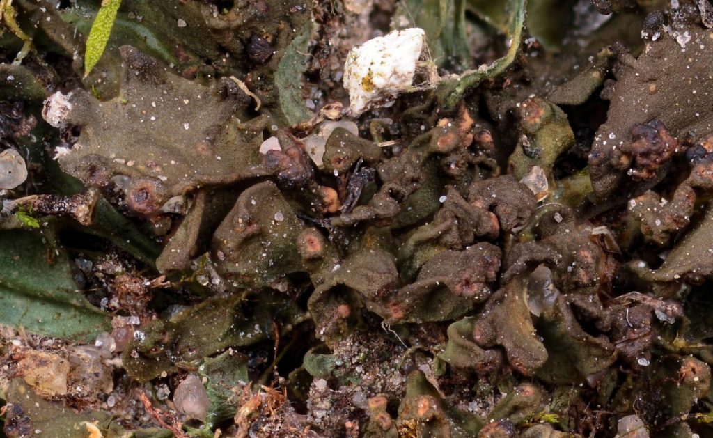 cf. Enchylium tenax 2-1_01.jpg