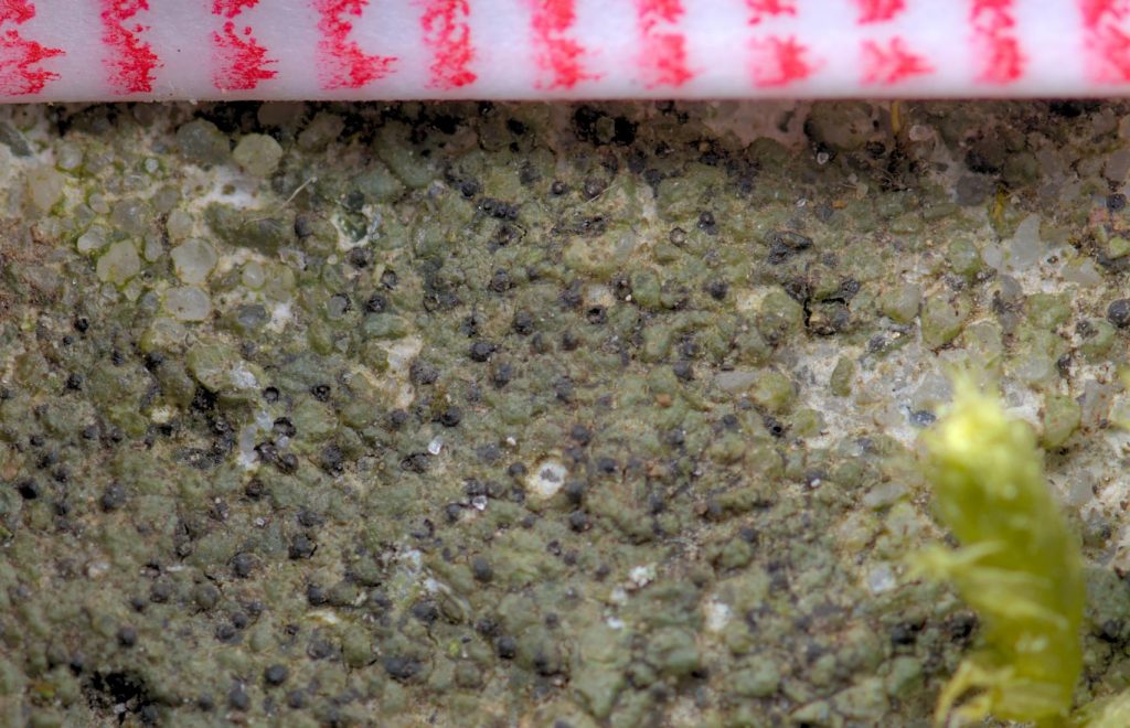 Verrucaria sp. #3 (målebånd).jpg