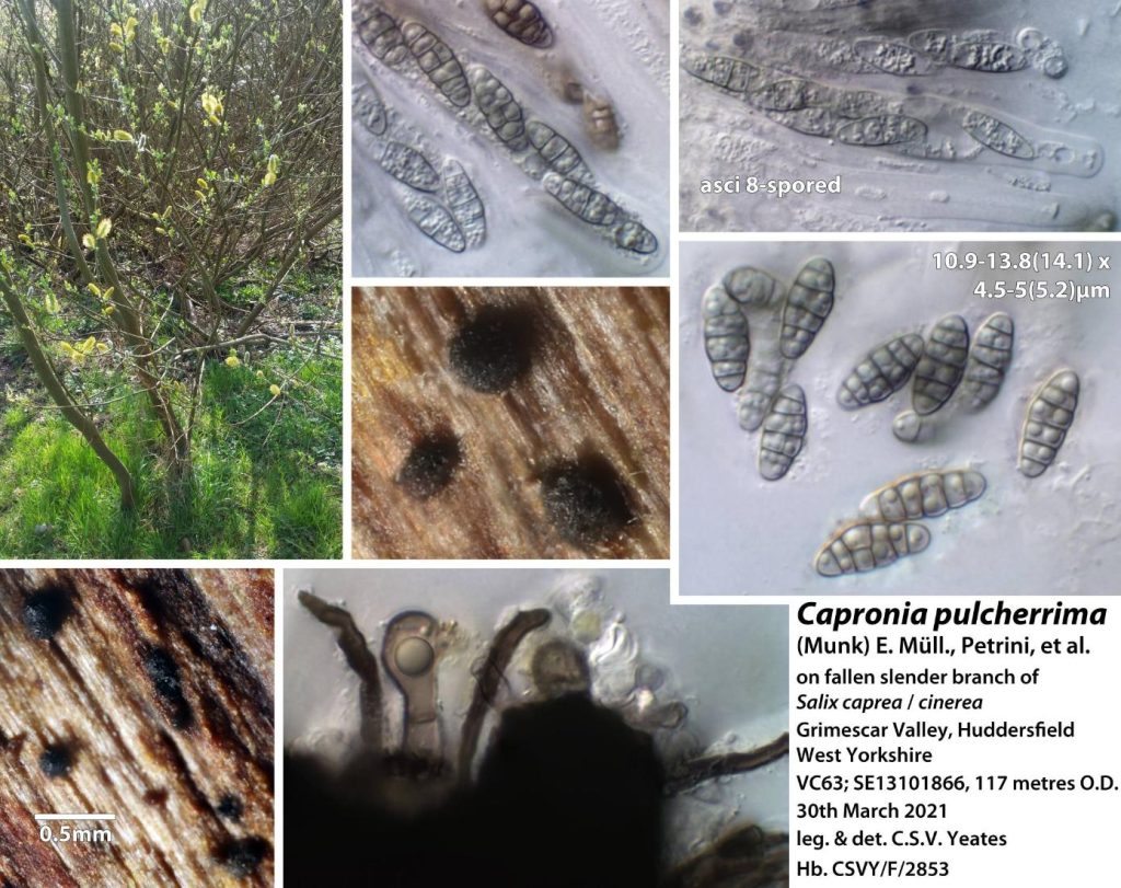 Capronia pulcherrima 0a.jpg