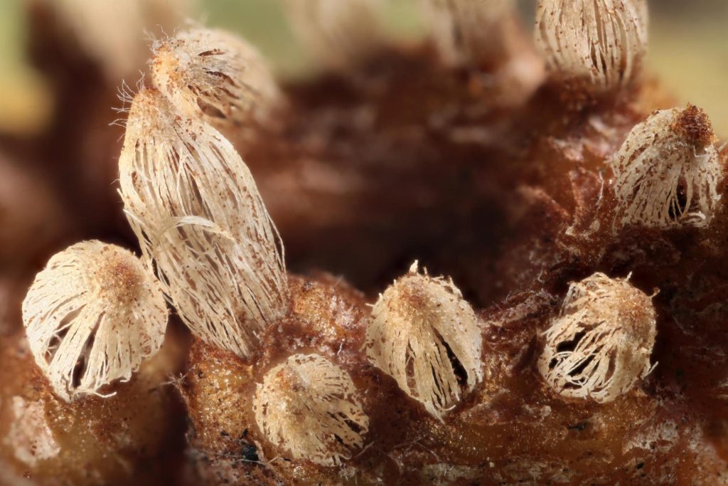 Gymnosporangium sabinae 05.jpg