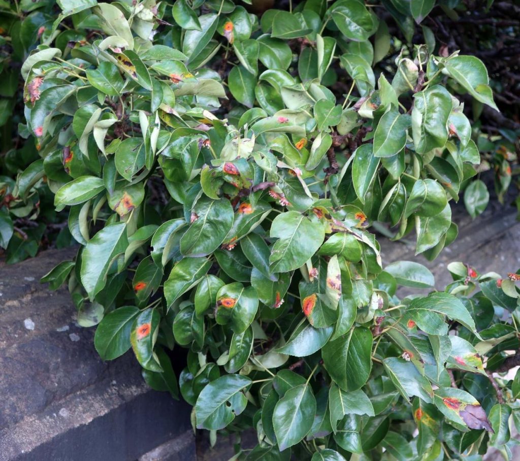 Gymnosporangium sabinae 01.jpg