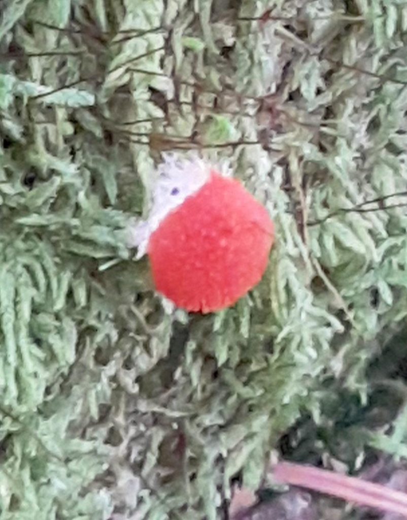 Fungus1.jpg