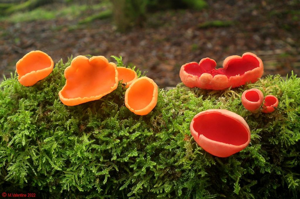 Sarcoscypha austriaca - Scarlet Elfcup (& Orange Variant).jpg
