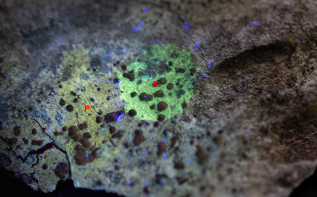 cf. Lecanora sp. 1-2.jpg
