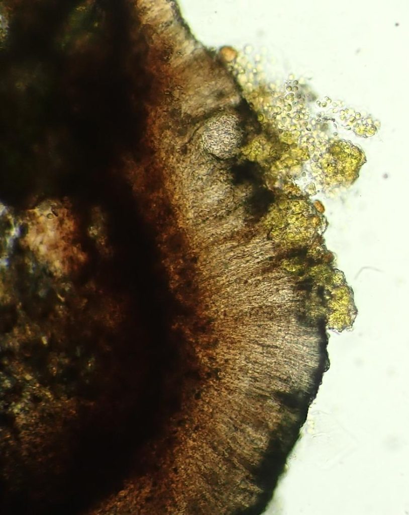 cyano on elaeo (2).JPG