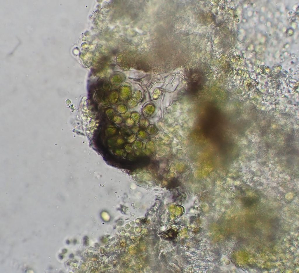 cyano on elaeo (4).JPG
