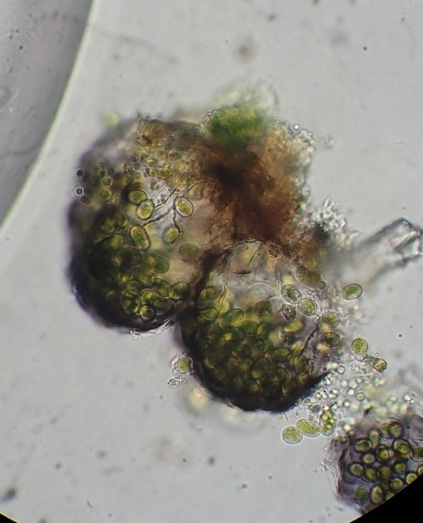 Alga elaeo (2).JPG