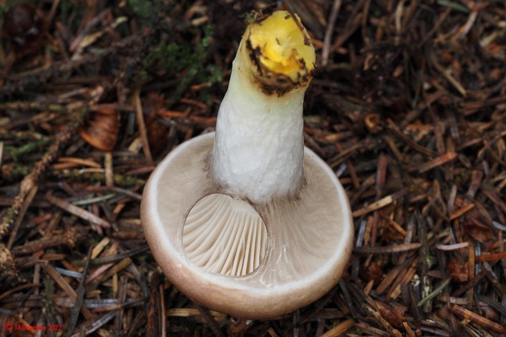 Gomphidius glutinosus - Slimy Spike 2.jpg