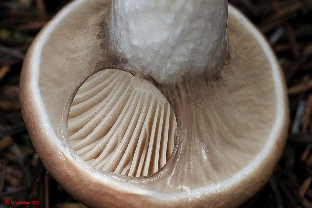 Gomphidius glutinosus - Slimy Spike 3.jpg