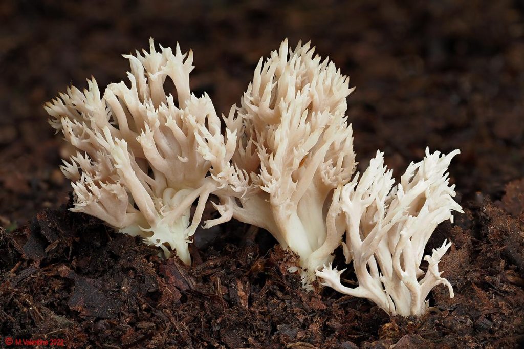05 Clavulina coralloides - Crested Coral.jpg