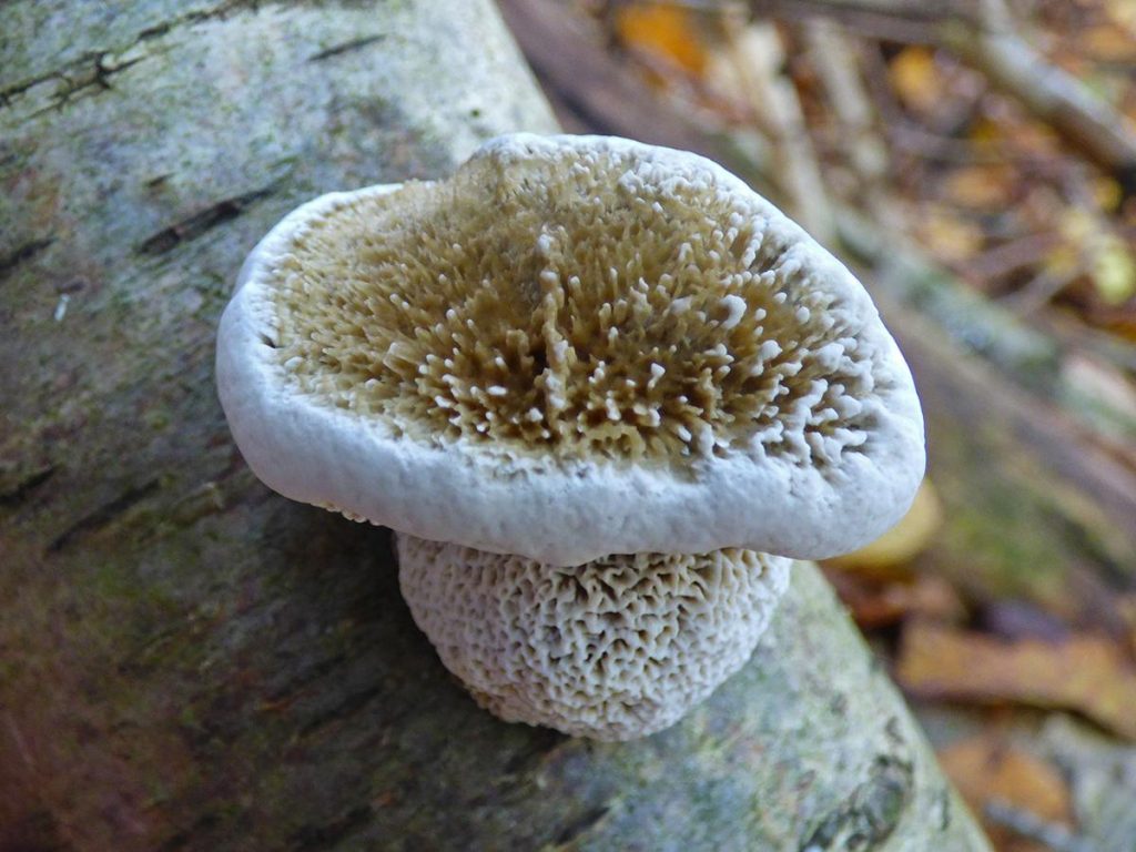 1P2250198.jpg