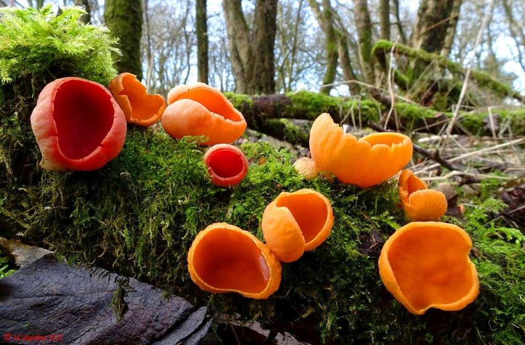 01 - Sarcoscypha austriaca - Scarlet Elf Cup & Orange Variant.jpg