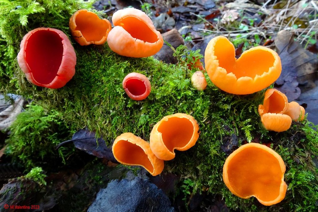 02 - Sarcoscypha austriaca - Scarlet Elf Cup & Orange Variant.jpg