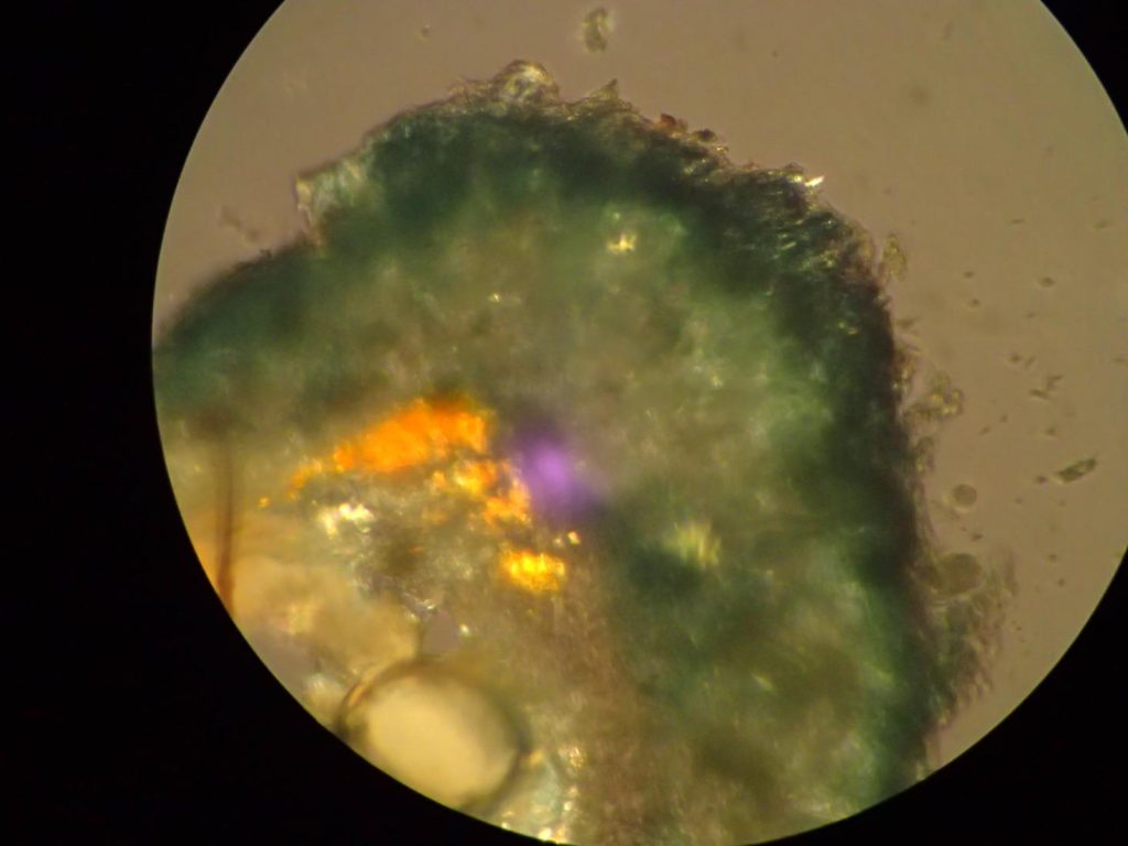 P3010175 Polarised.JPG