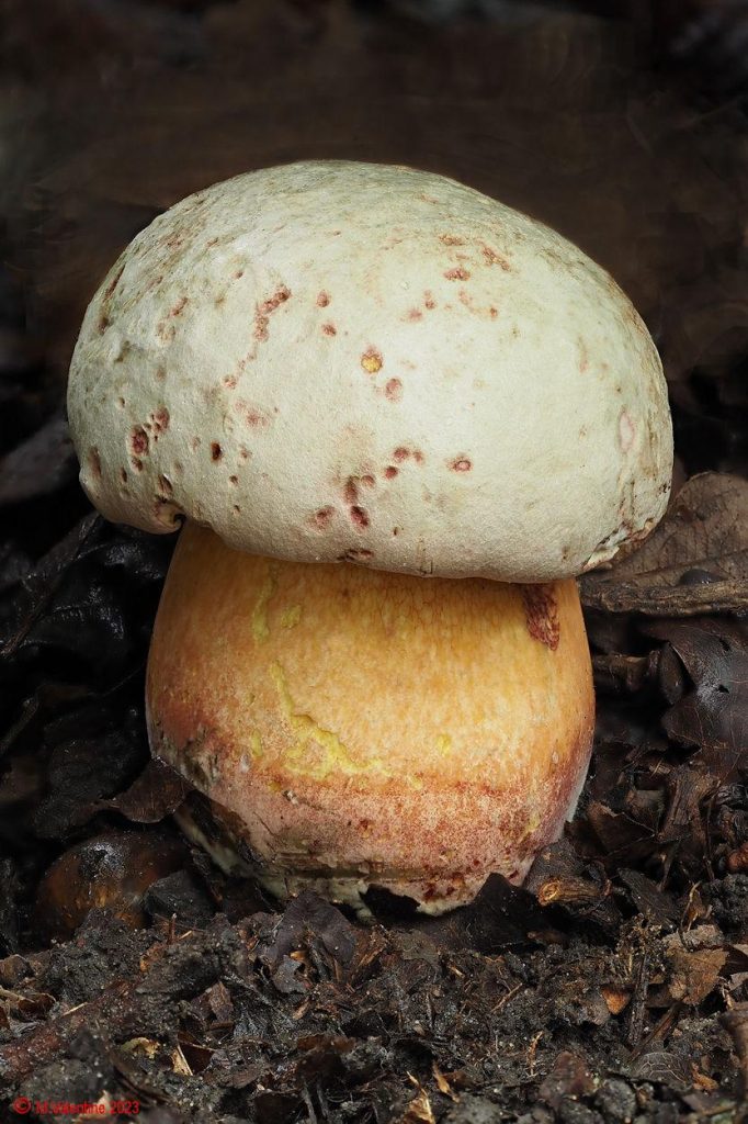 Rubroboletus legaliae - Bilious Bolete.jpg