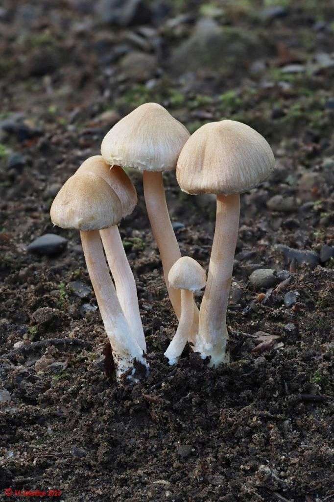 Inocybe sindonia.jpg