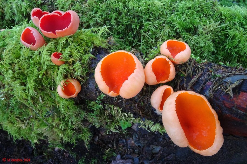 Sarcoscypha austriaca - Scarlet Elfcup (with Orange Variant).jpg
