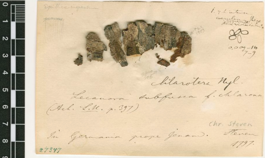 H-NYL 27347 Lecanora chlarotera lectotype 2.png