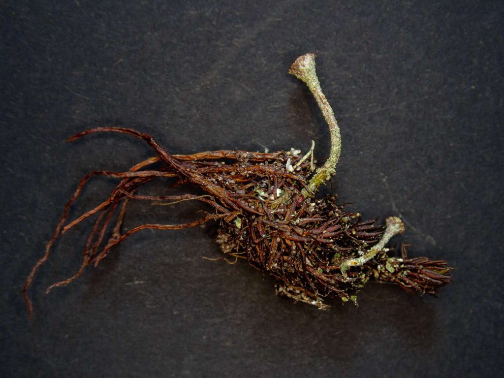 Cladonia chlorophaea sens str 20240526A-01 Dunwich.jpg