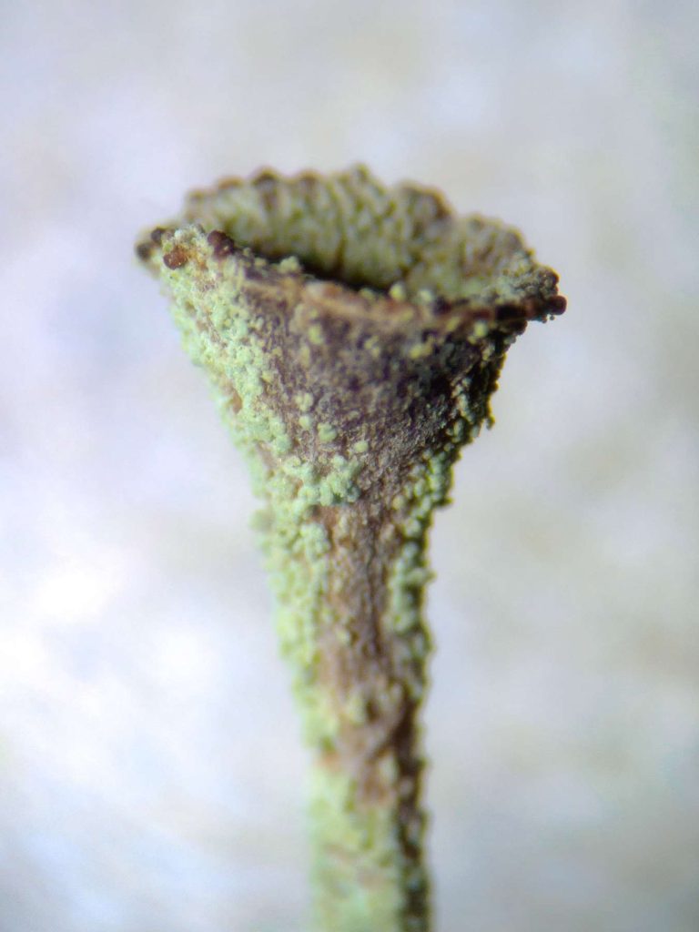 Cladonia chlorophaea sens str 20240526A-03 Dunwich.jpg