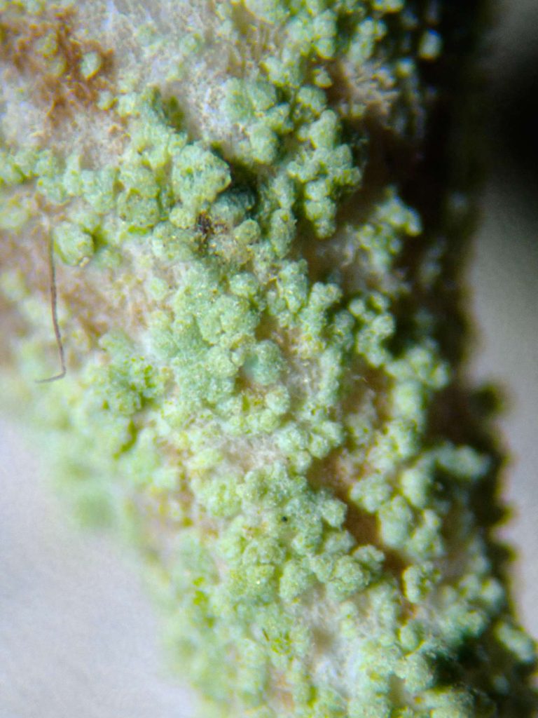 Cladonia chlorophaea sens str 20240526A-04 Dunwich.jpg