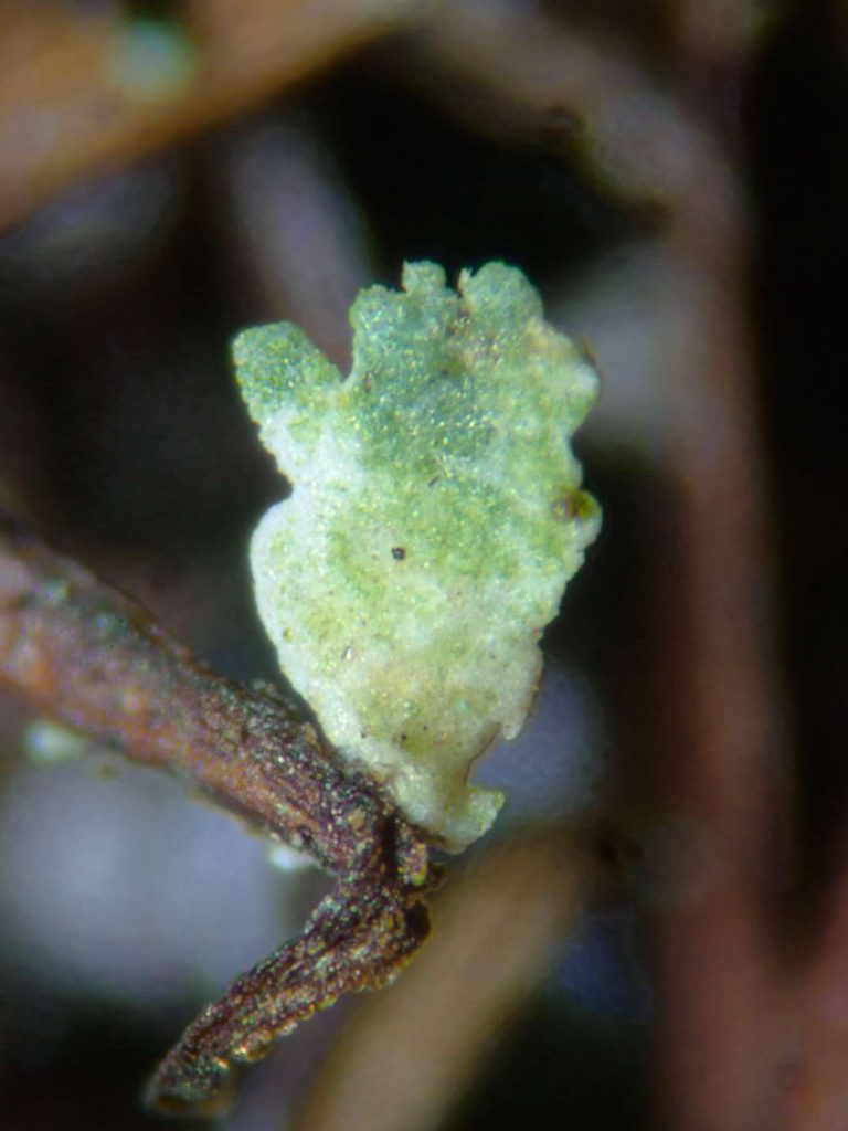 Cladonia chlorophaea sens str 20240526A-06 Dunwich.jpg