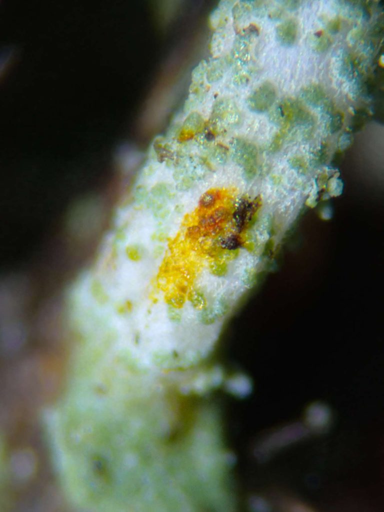 Cladonia chlorophaea sens str 20240526A-07 Dunwich.jpg