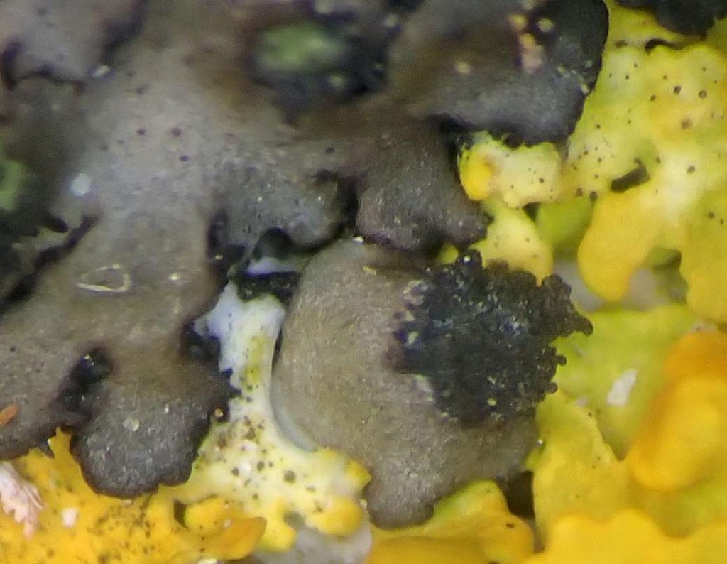 w Phaeophyscia 240710 003.jpg
