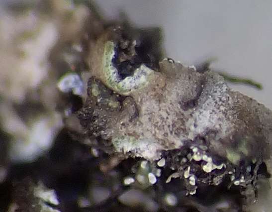 w Phaeophyscia 240710 005.jpg