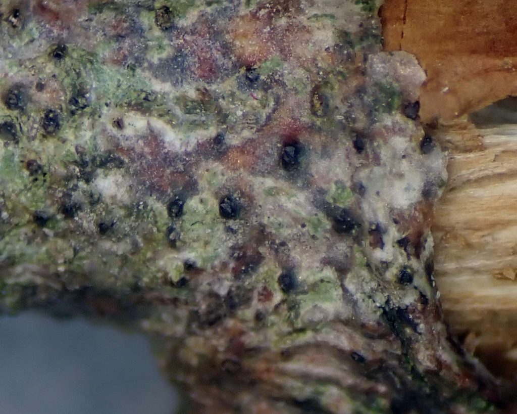Anisomeridium viridescens Q 240719 009.jpg