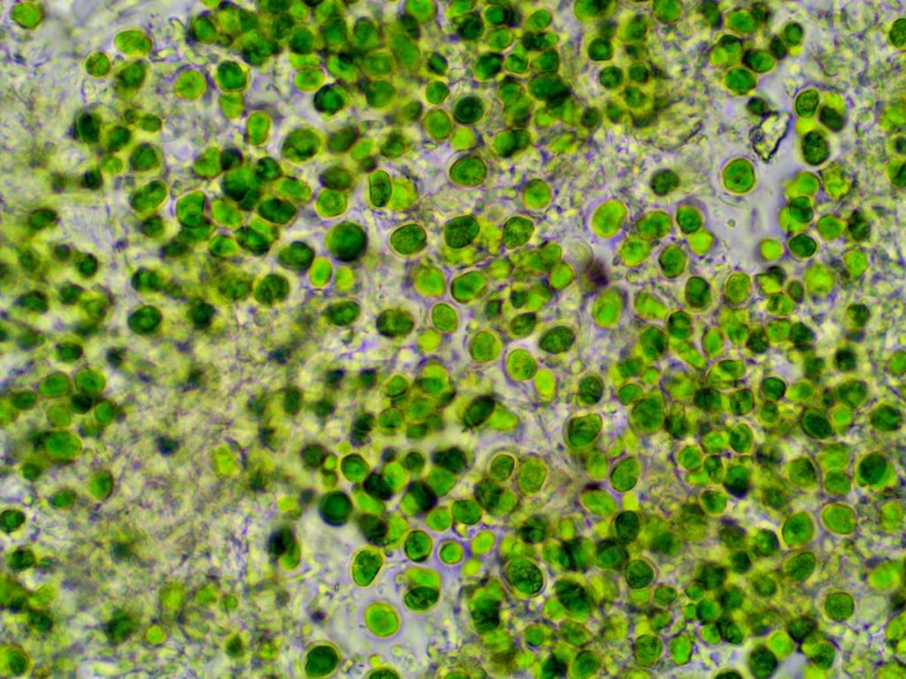 zz algae An vir thall 240719-1.jpg
