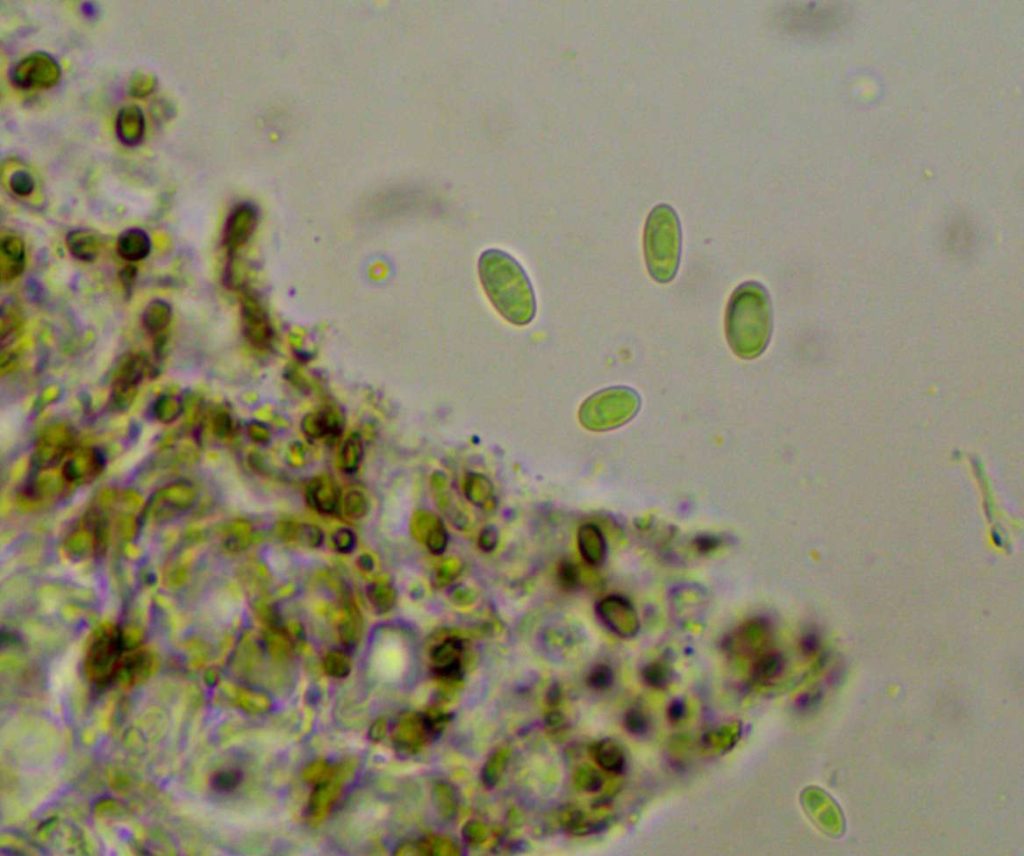 zw Traponora varians q1 240828-5.jpg