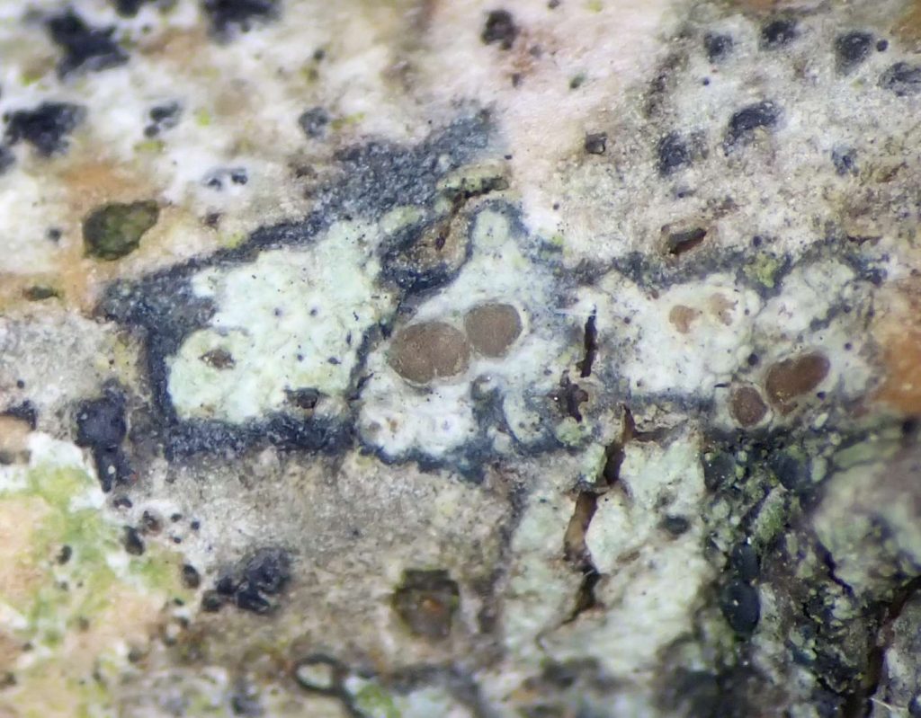 zw Traponora varians q2 240828 023.jpg
