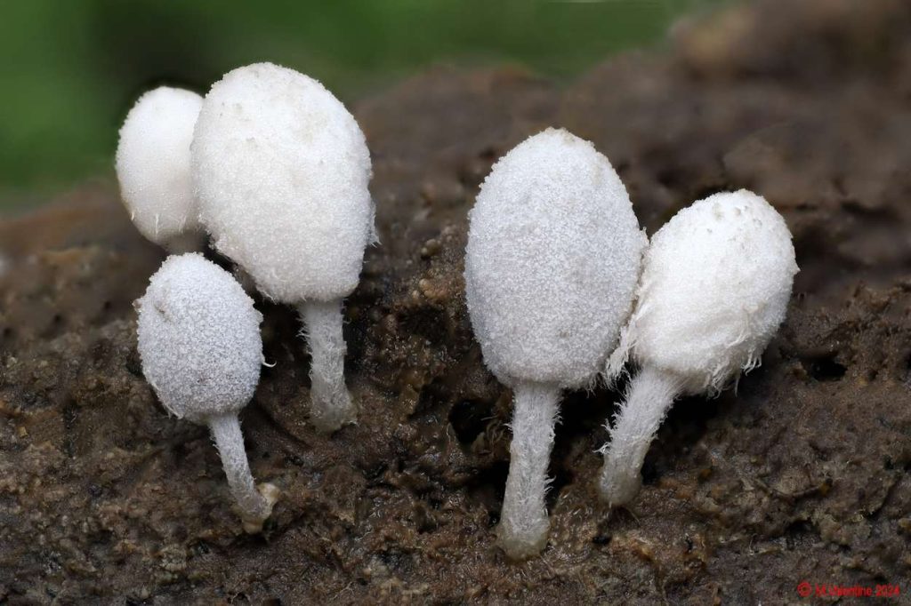 Coprinopsis stercorea - Dung Inkcap.jpg