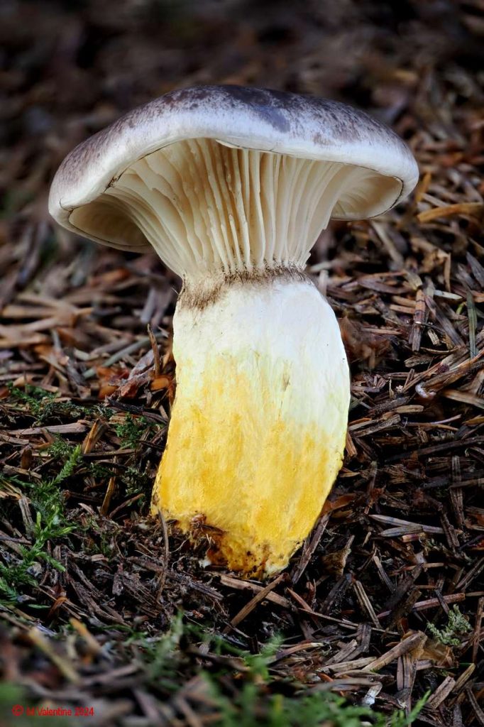 Gomphidius glutinosus - Slimy Spike.jpg