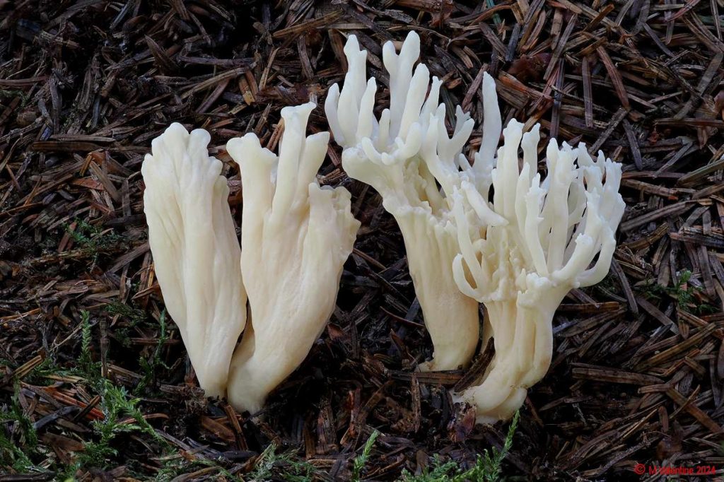 Clavulina rugosa - Wrinkled Club.jpg